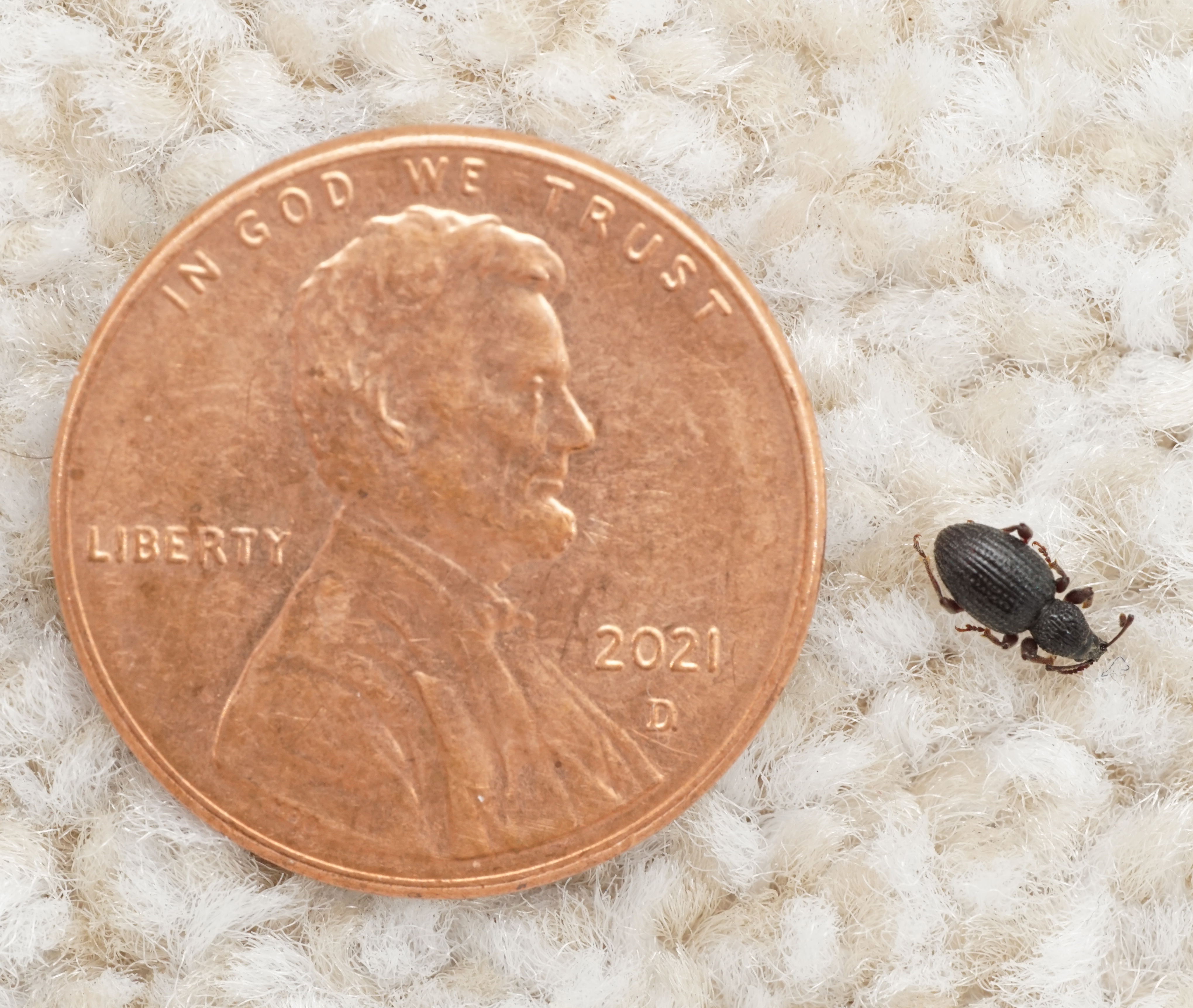 A small insect next to a U.S. penny 